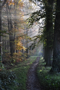 Sunbeams country fog photo