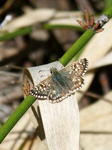 Butterfly merlet grizzled