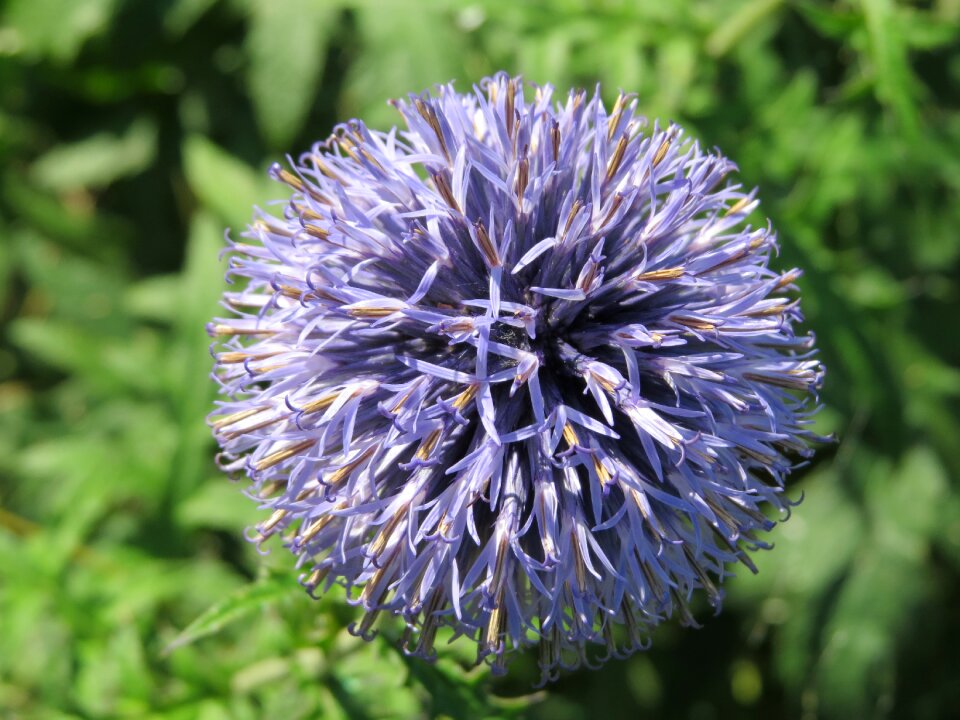 Flower chives purple