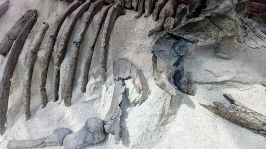 Skeleton exhumation fish
