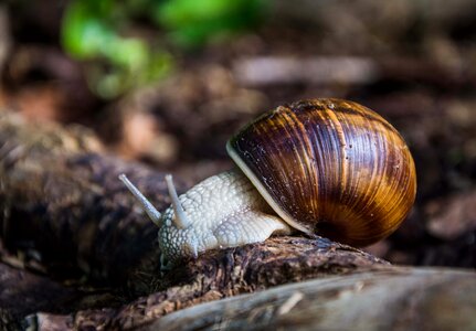 Close up snail shell snail shells