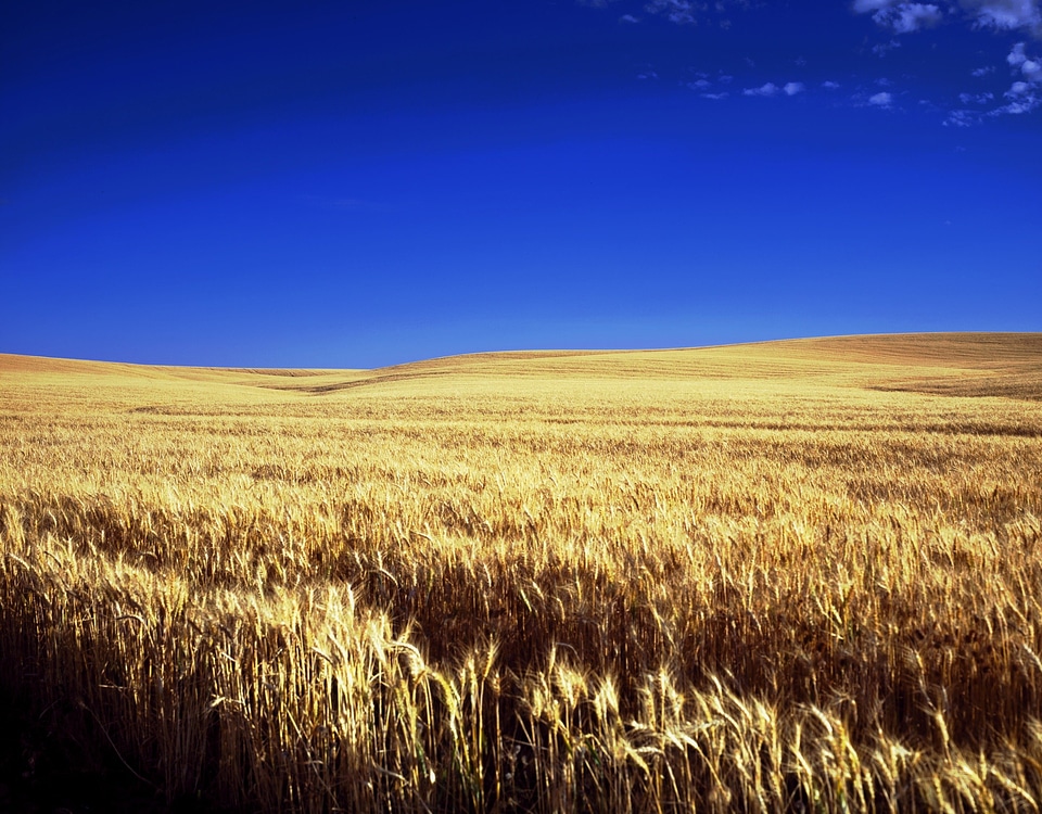 Sky clouds wheat