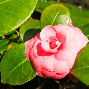 Pink rose blossom bloom