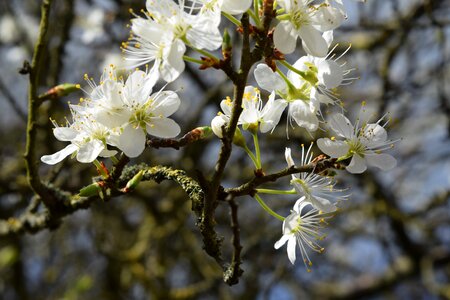 Garden blossom apple photo