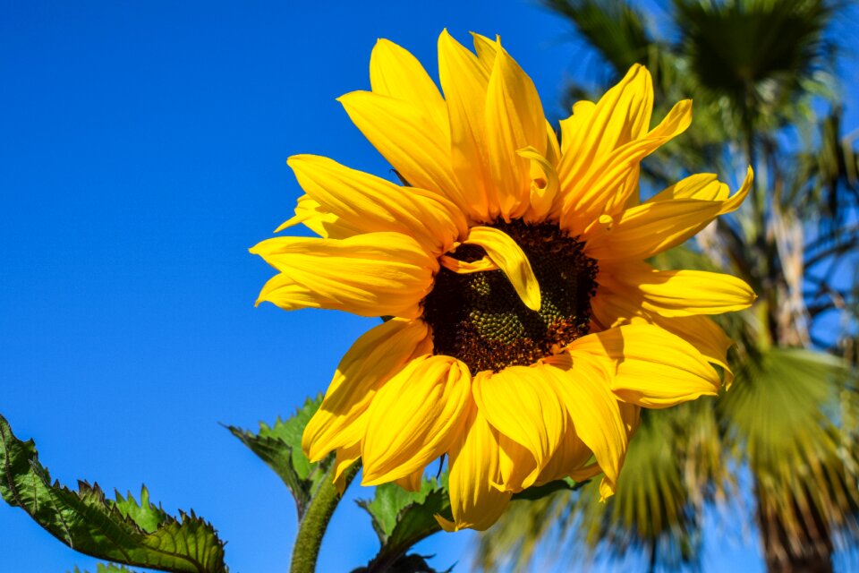 Bright blooming colorful