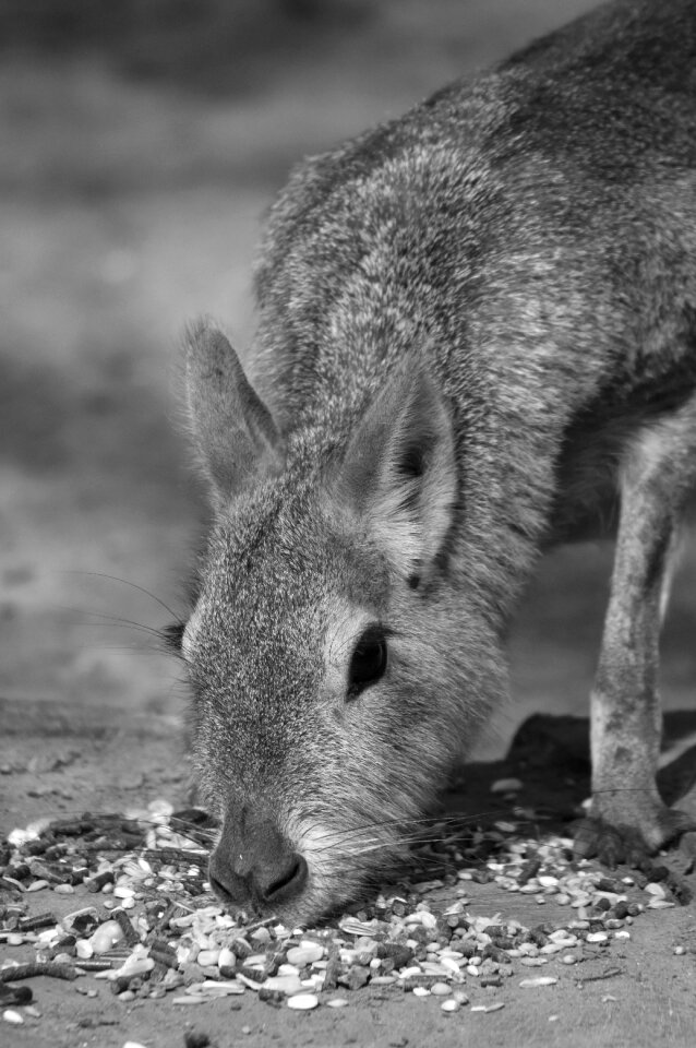 Pampa haas patagonian hare food