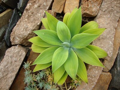 Nature plant botanical
