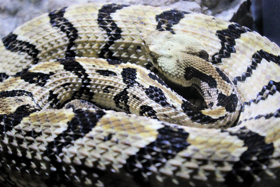 Serpent gray snake