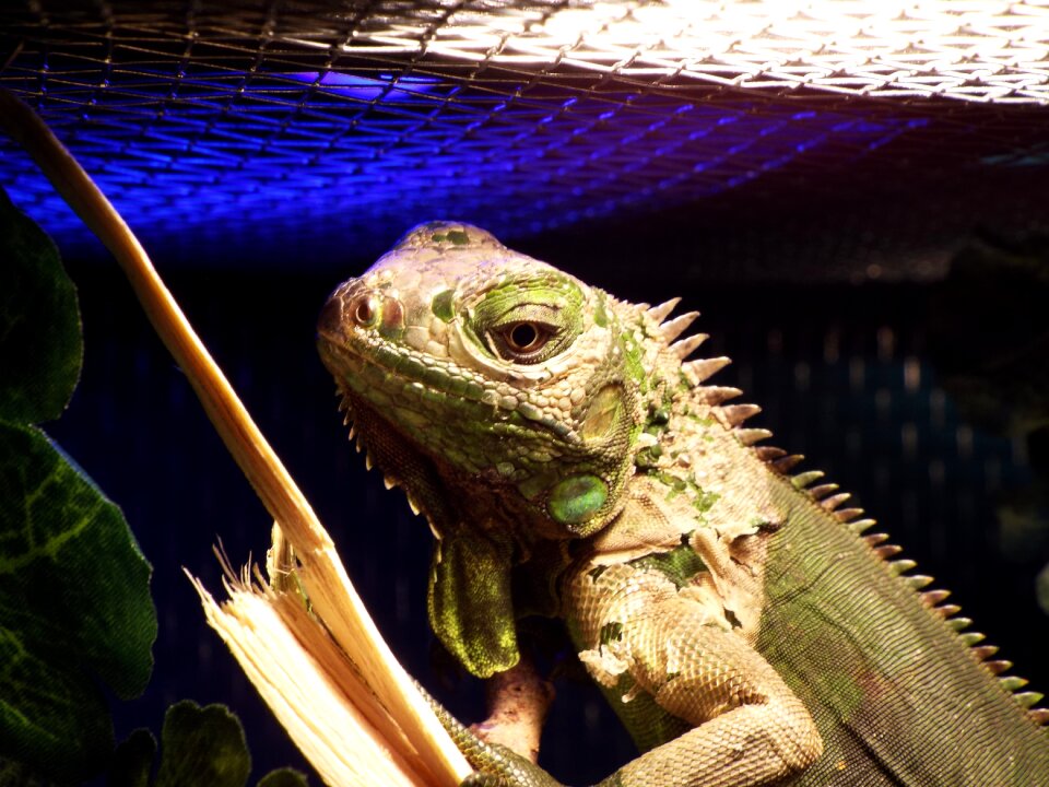 Iguana reptile captivity