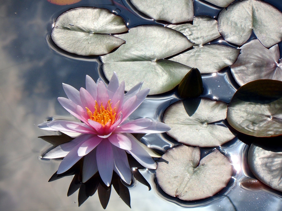 Nuphar bloom blossom