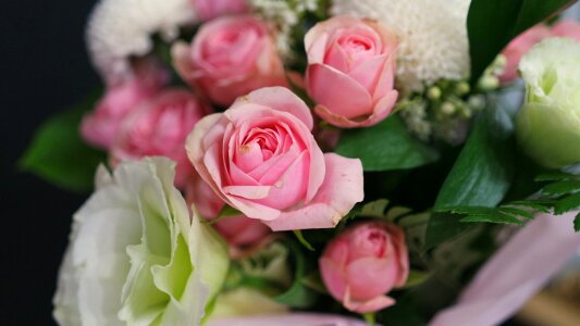 Valentine's day happy rose