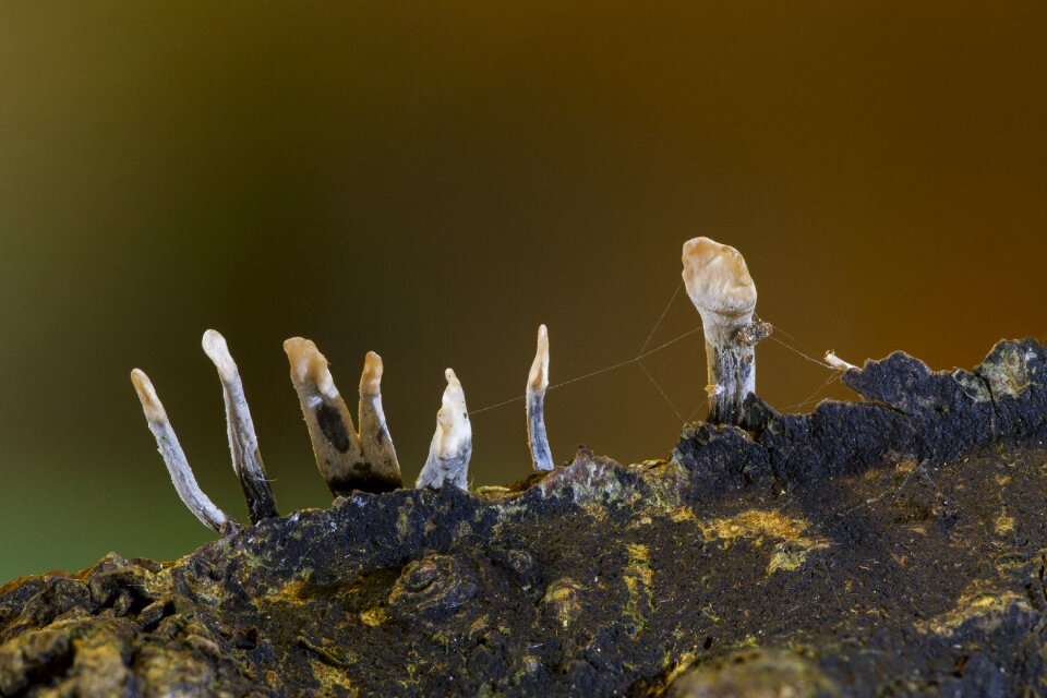 Forest macro autumn
