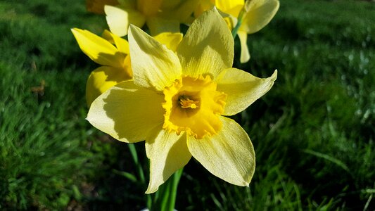 Yellow daffodils daffadowndilly jonquil photo
