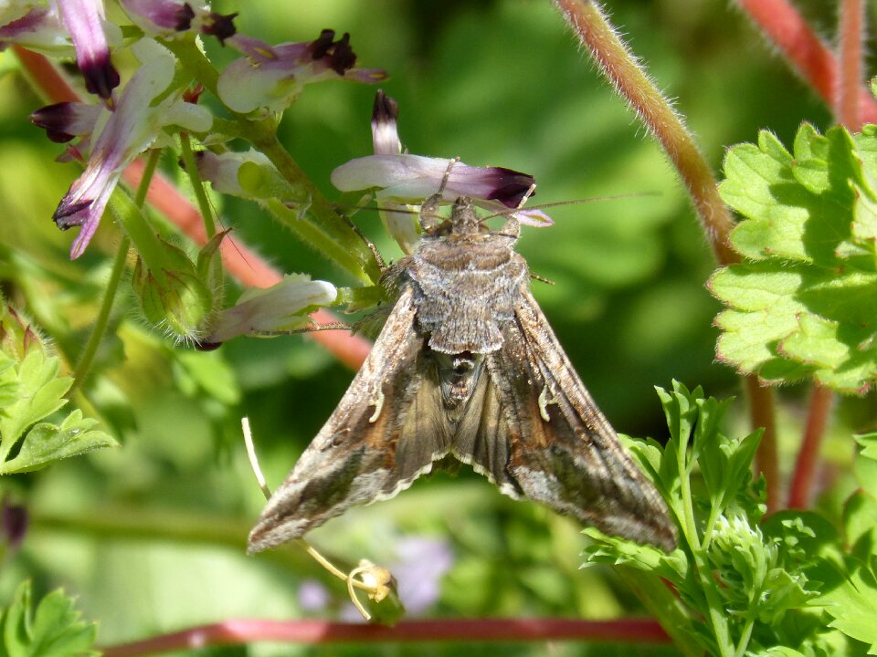 Lepidopteran butterfly moth giant
