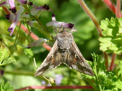 Lepidopteran butterfly moth giant
