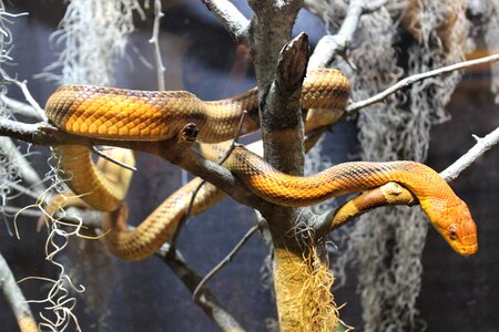 Serpents animals
