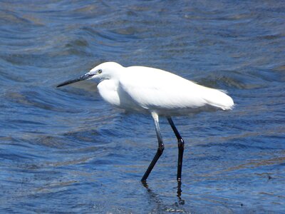 Ebro delta snowy egret egretta garzetta natural park