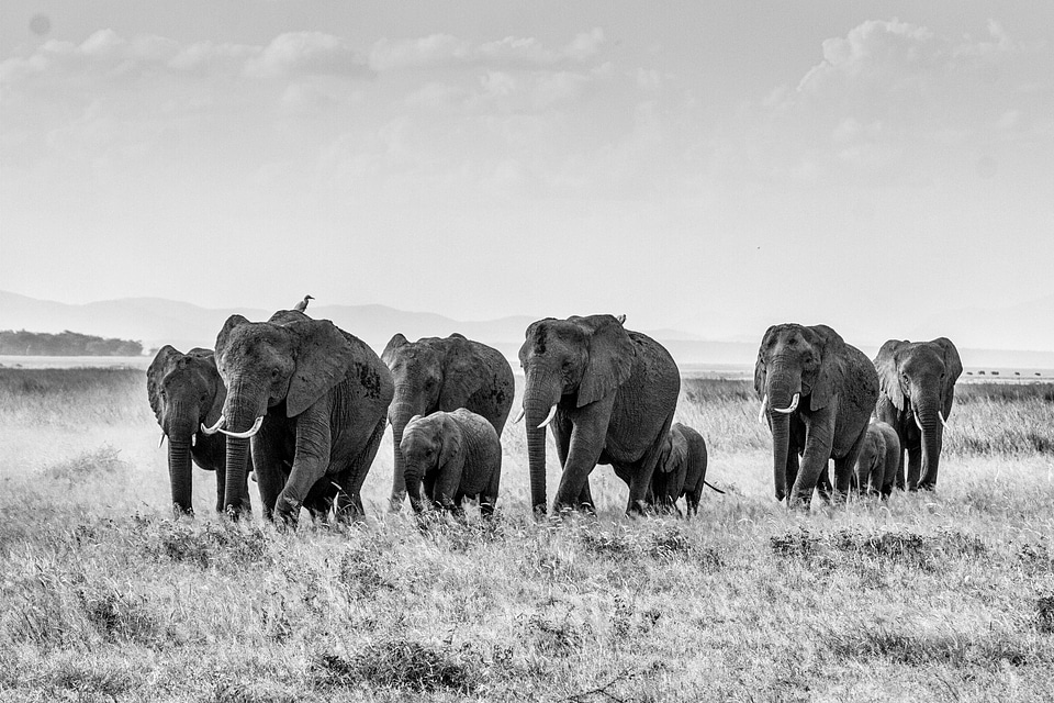 Africa big five kenya
