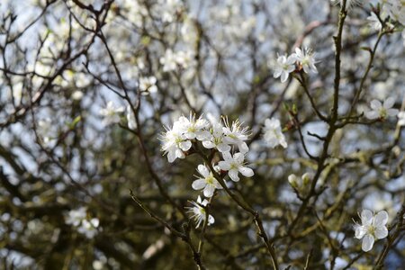 Garden blossom apple