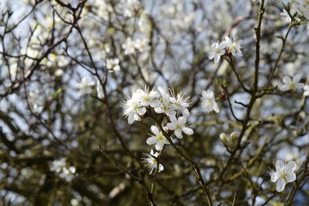 Garden blossom apple photo