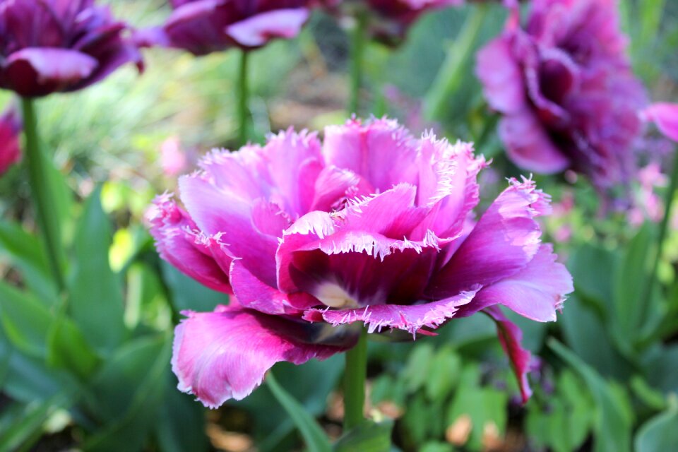 Frühlingsblüher nature flower