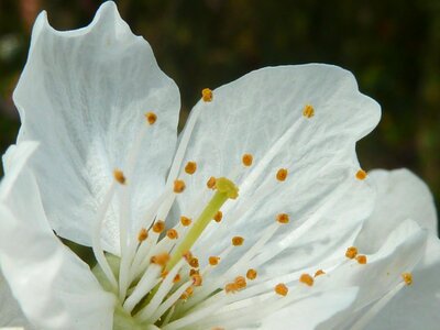 White blossom cherry tree