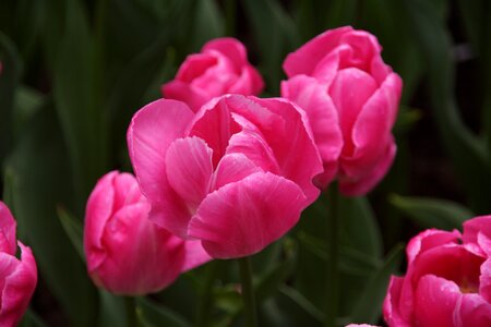 Tulip tulip spring flower