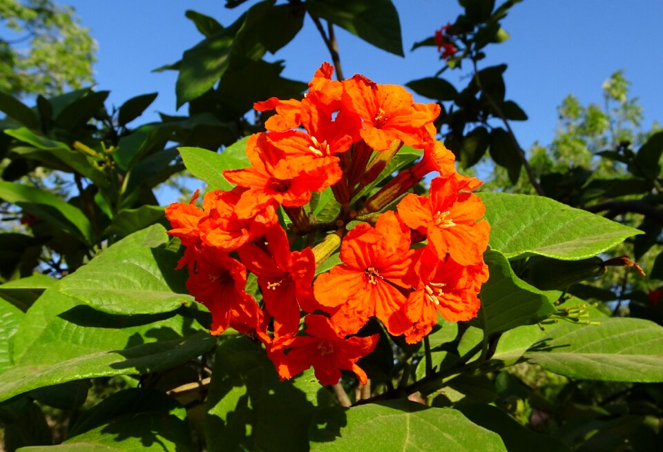 Orange geiger tree sebesten plum geiger tree