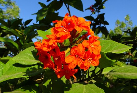 Orange geiger tree sebesten plum geiger tree