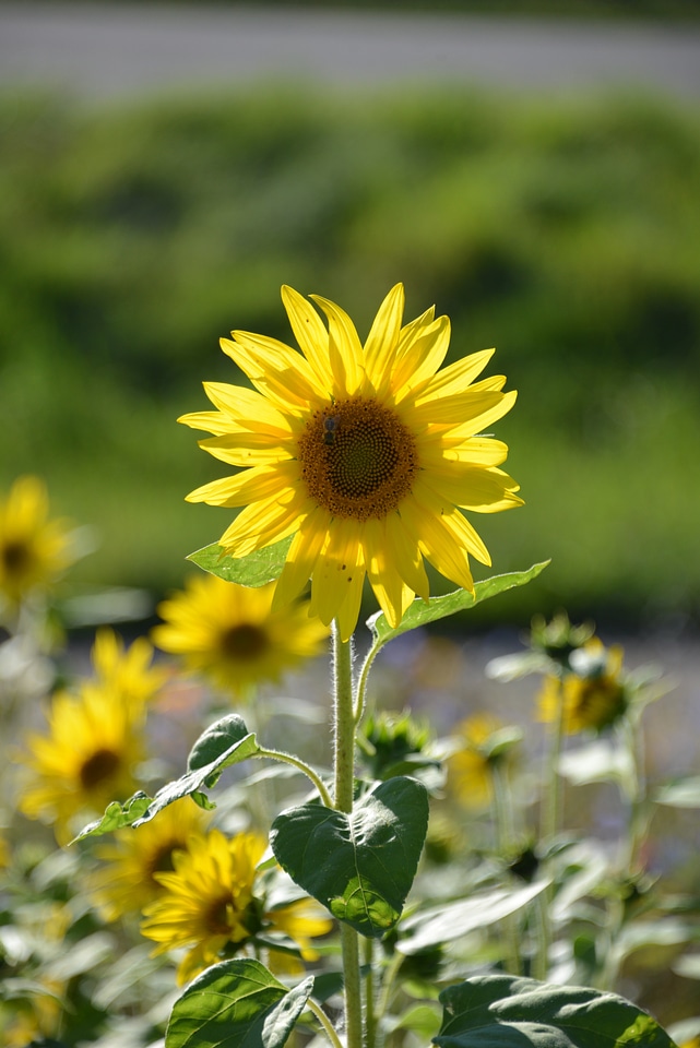 Nature flora yellow