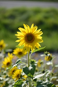 Nature flora yellow