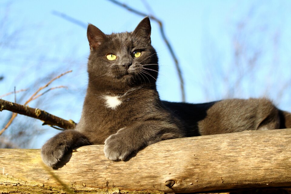 Mimi cat 2 years old