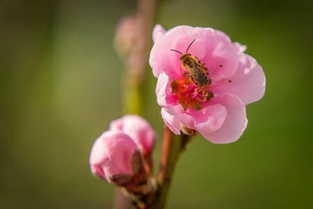 Insect nectar black photo