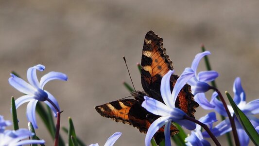 Spring nature close up