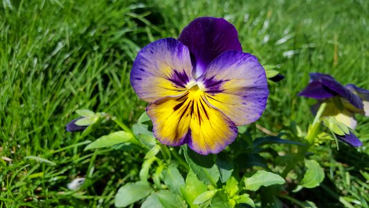 Pansies purple pansy garden pansy photo