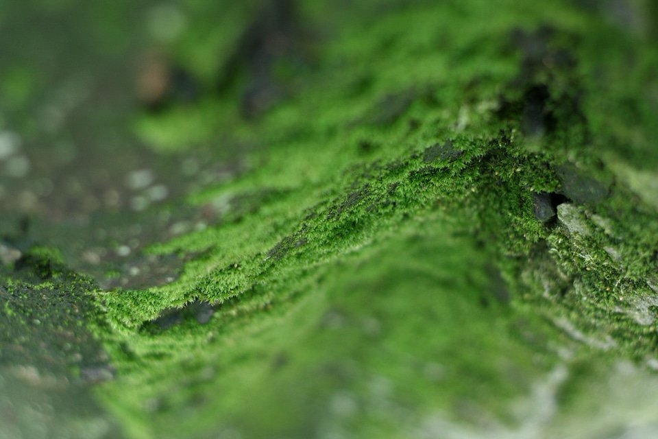 Nature forest natural