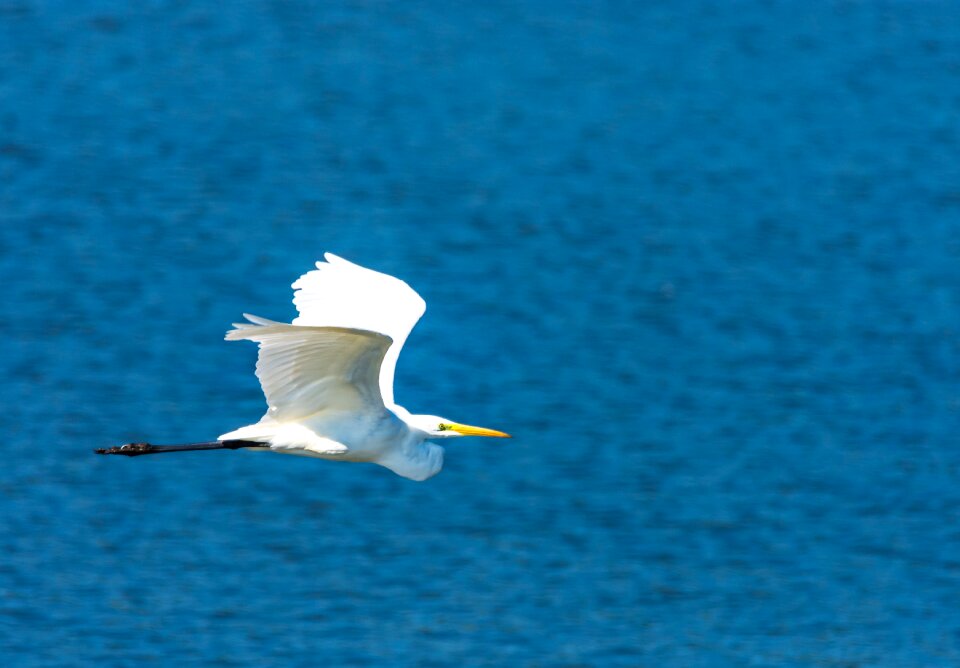 Water bird nature flying