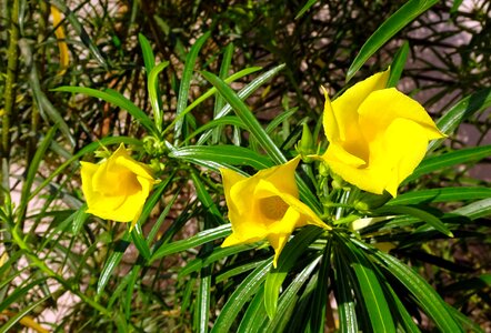 Mexican oleander lucky nut thevetia peruviana