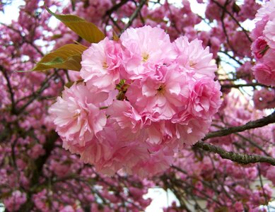 Japanese ornamental cherry pink inflorescences spring