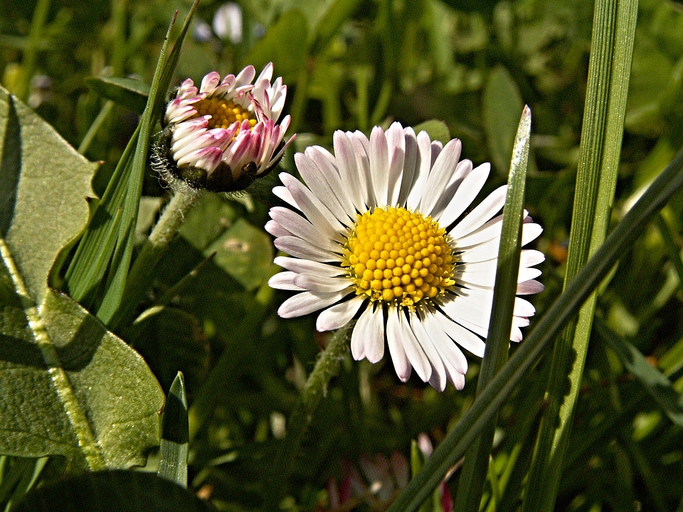 Blade daisies green