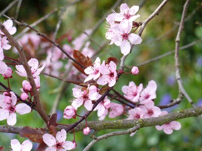 Cherry blossom japanese cherry bloom