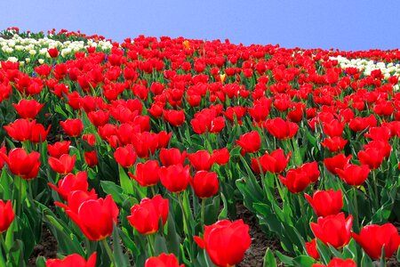 Flower bed tulip field tulpenbluete photo