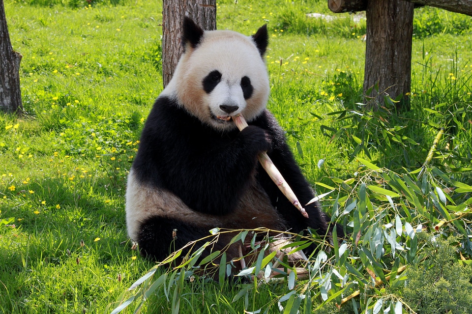 Beauvalle fauna animals