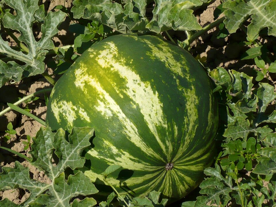 Watermelon garden freshness