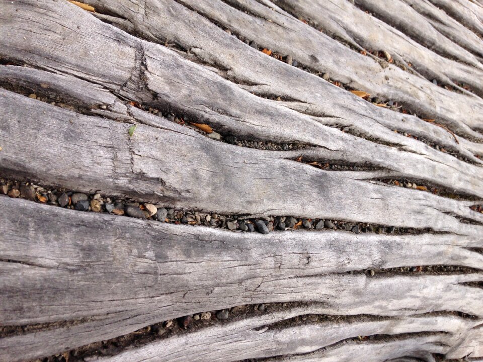 Texture trunk bark photo