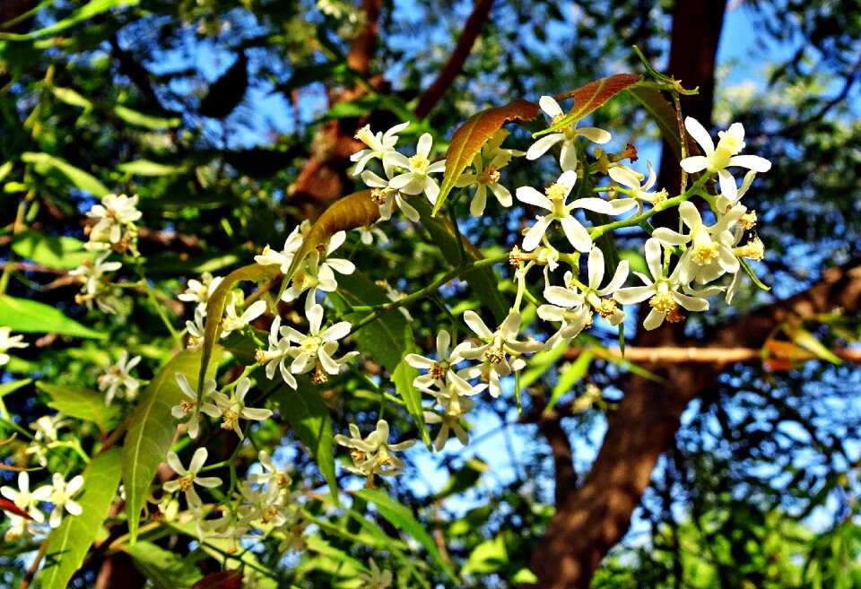 Nimtree indian lilac meliaceae