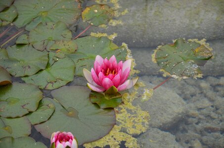 Nature water lily pond photo