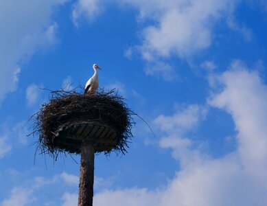Landscape netherlands stork's nest photo