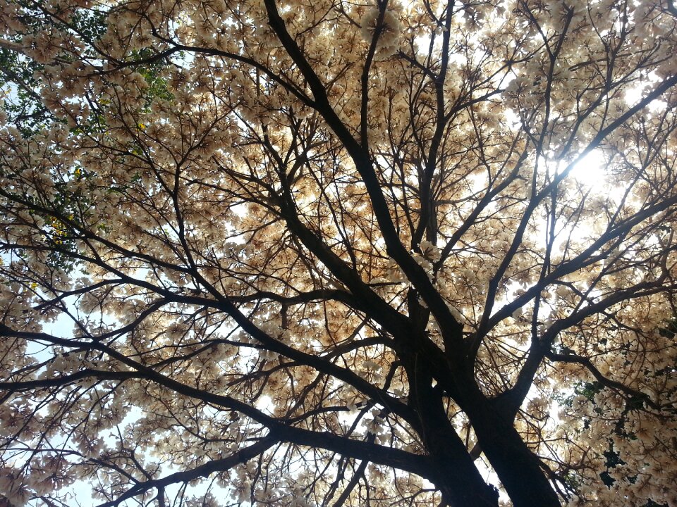 Ipê against light foliage photo