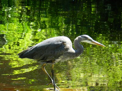Stanley water animal